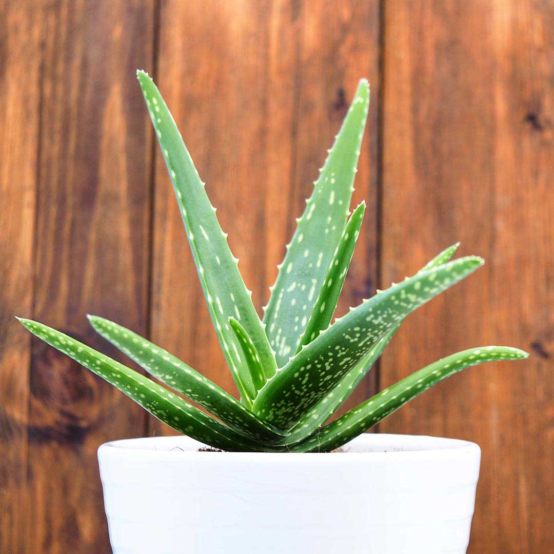 Faustmann Pflanze Raumklima Aloevera