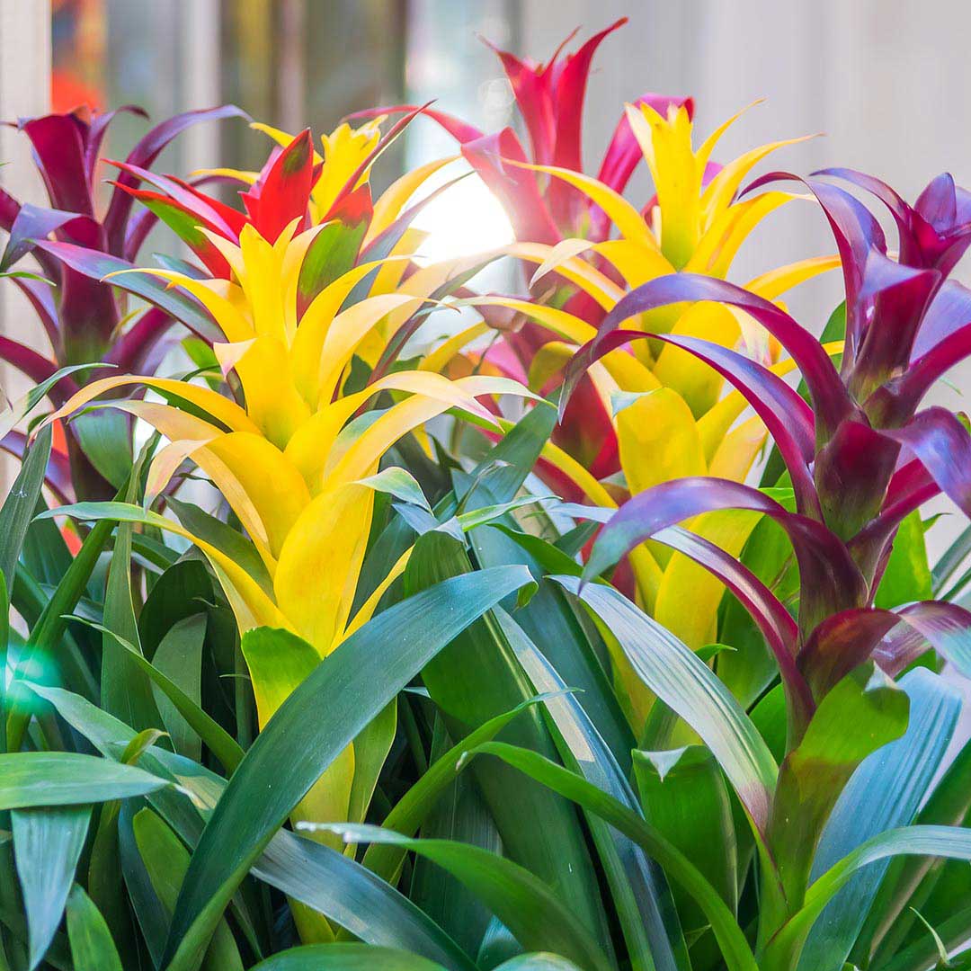 Faustmann Pflanze Raumklima Bromelia
