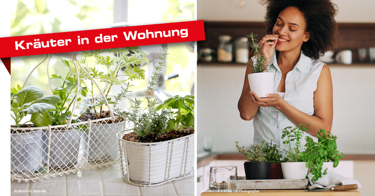 Kräuter in der Wohnung