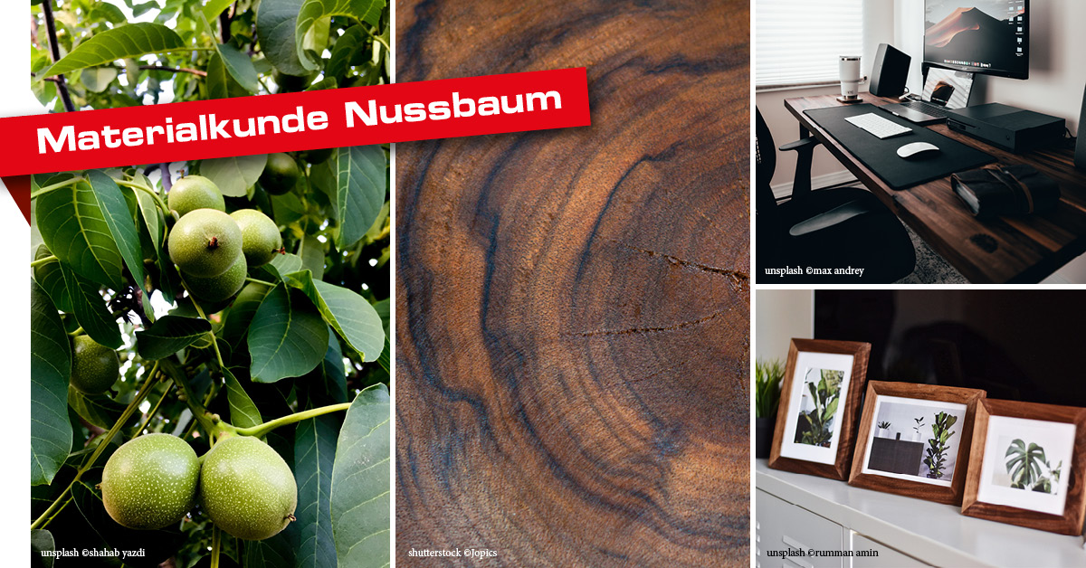 Der Nussbaum: Eigenschaften und Verwendung von Nussbaumholz